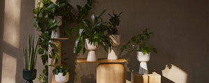 Vases & Planters